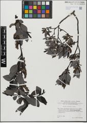Foto von Salix glabra Scop.